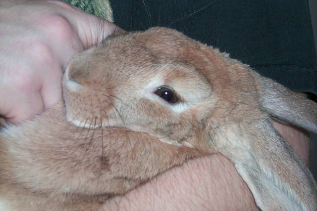 PeachesBabyFace_SM.JPG (33348 bytes)